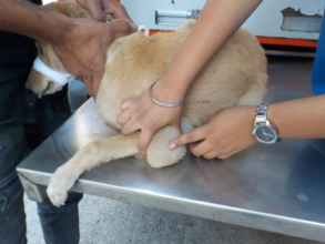 Cyst / cellulitis examination By Vet Dr Lipi (1)