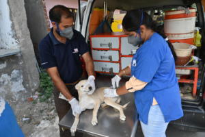 vet treat a dog with a seasonal disease