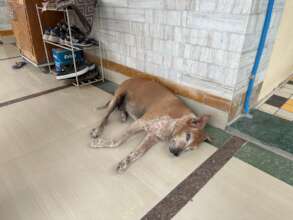 Dog found weak and dehydrated