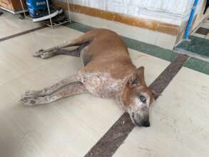 Dog is recovering in it's social set up