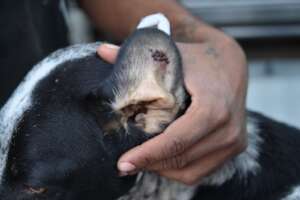 Dog rescued with tick infection