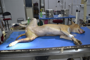 Dog with tibia fracture