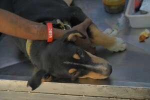 Pain management medication