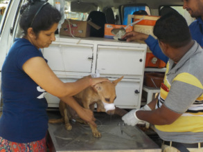 Pup being prepared for treatment