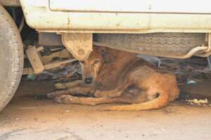 Raja was hiding under the car due to his pain