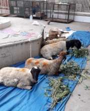 Sheep recovering after being treated by our vets