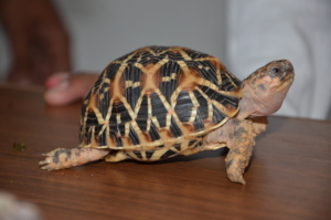 ENDANGERED SPECIES- THE INDIAN STAR TORTOISE