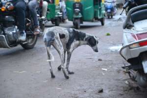 The Dog is released in his area after medication