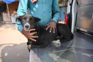 Team Jivdaya reached the spot quickly