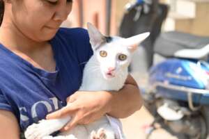 The cat was having severe pain in left hind leg