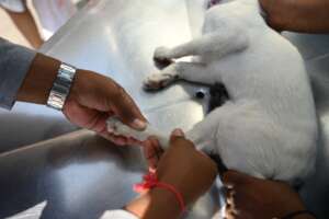 Our doctor checked thoroughly