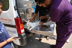 vet gives the cat injectable medication