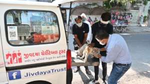 Vet treat a puppy with a leg injury