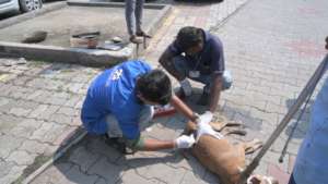 Open maggot wound treated by our vet