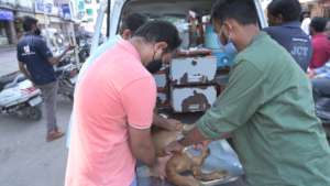 Vet treat a dog with severe dehydration