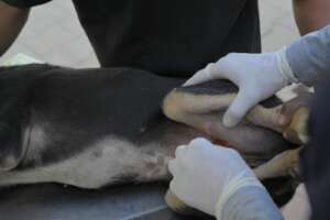 Wound cleaning