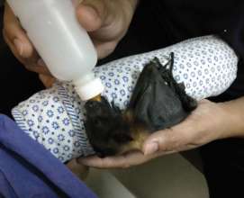 INFANT FRUIT BAT BEING FED BY PARA-VETS