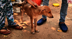 bhura was affected by the parvovirus