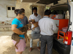 An animal lover getting a stray vaccinated