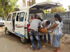 dog being treated for a minor injury