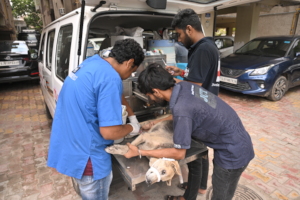 team treated a dog with maggot wound