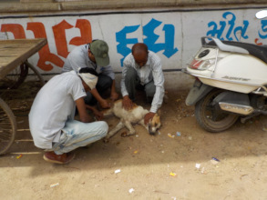 A stray dog being immunized