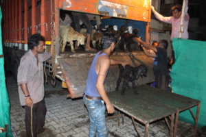 Animals being released from trucks for treatment