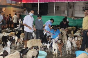 Hundreds of goats and sheep being treated and fed