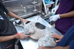 injectable medication given