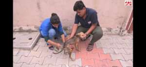 dog was suffering from canine Distemper