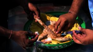 kitten received treatment from our team