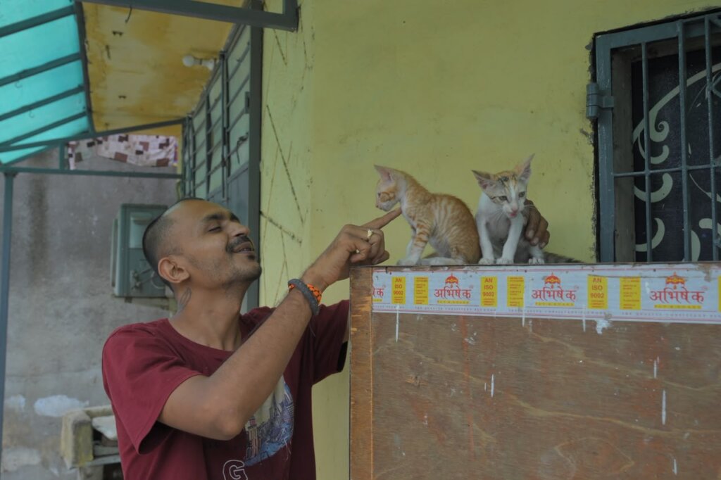 kittens playing with owner after recovery
