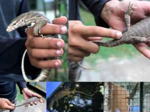 Monitor lizard recovered