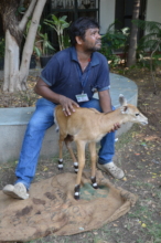 Our staff taking care of Neelgai