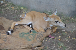 Baby Neelgai being rescued and brought to us