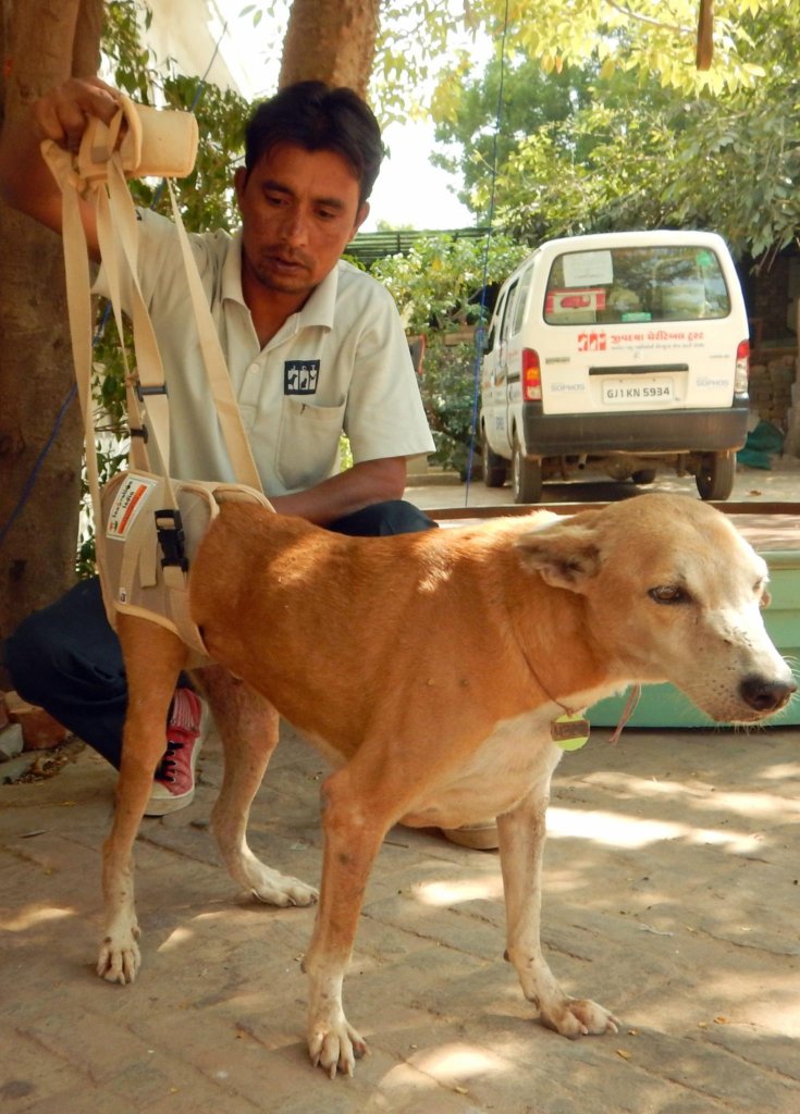 Animal Care on Wheels