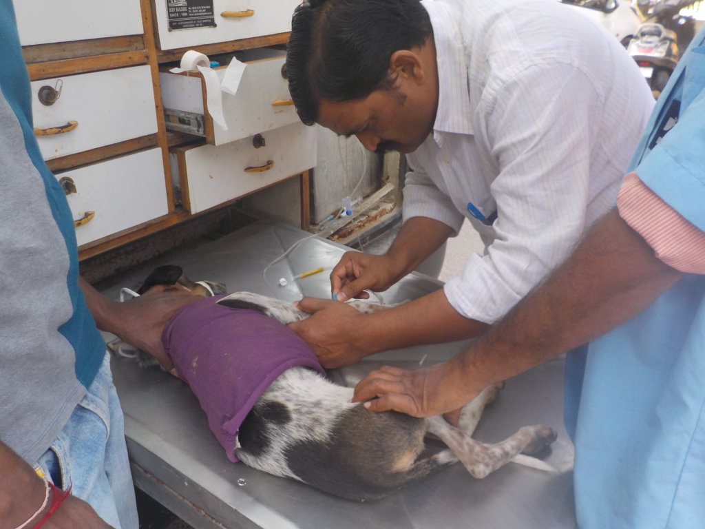 Animal Care on Wheels