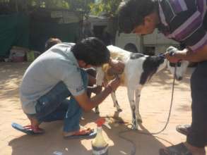 Providing care to abandoned animals