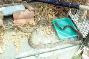 Rat snake under care
