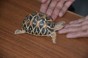 OUR BABY STAR TORTOISE IS READY TO MOVE OUTDOOR