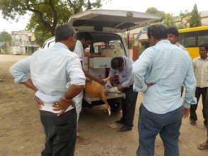 stray dog treatment by vet