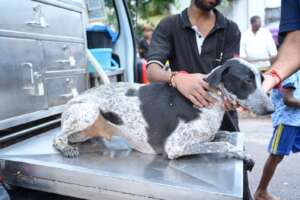 the dog is feeling better after treatment