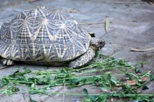 Star tortoise under care