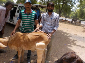 Calf treated for a fracture