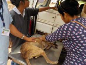 volunteer helping with stray dog treatment