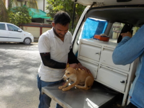 Pub ready to take vaccination against rabies