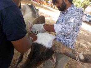 Cow lost a horn in accident treated by the vet