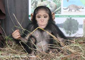 Little Antonio, Tchimpounga's newest arrival
