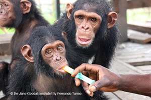 Anzac takes her medicine while a friend looks on