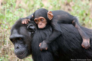 Newborn Catching a Ride on Mom's Back